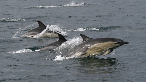 Common Dolphin © Eleanor Stone