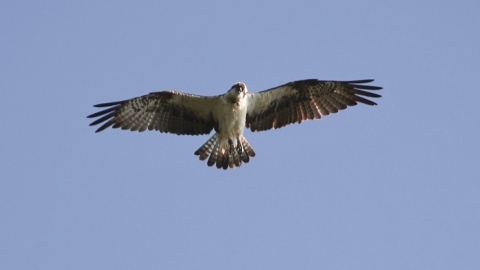 Osprey LS7 photo (Alison Copland)