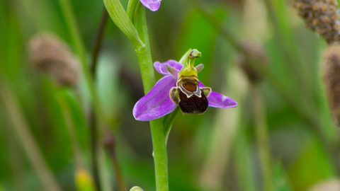 Bee orchid © Marc Kativu-Smith
