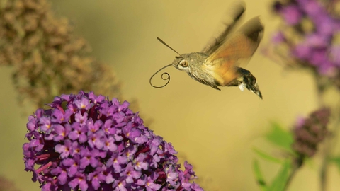 Hummingbird hawk moth © Derek Moore