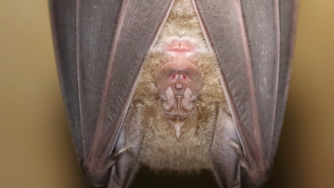 Greater Horseshoe Bat