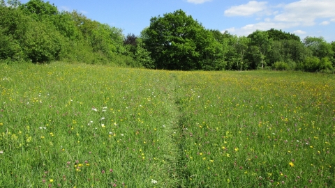 Wildflower meadow at Kingcombe Meadows Nature Reserve © Debbie Billen