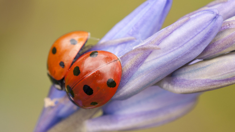 ladybird © DWT