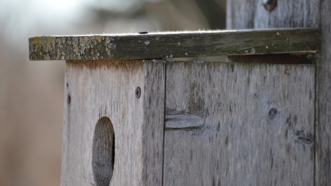 Bird Box