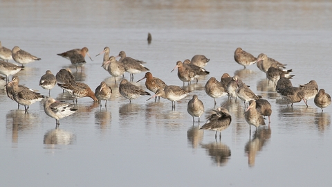 Black tailed godwit on Brownsea Island Lagoon by Hamish Murray