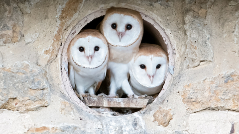 Barn Owls at Lorton Meadows Nature Reserve © Paul Williams