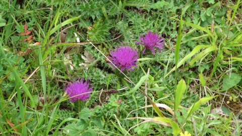 dwarf thistle