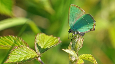 green hairstreak