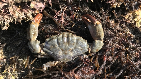 Furrowed Crab by Julie Hatcher