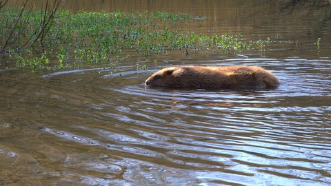 Beaver in the water by Dorset Wildilfe Trust/James Burland