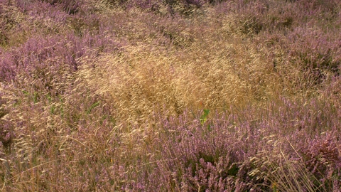 Wavy hair grass