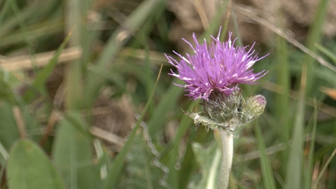 Meadow thistle