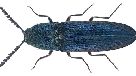 Violet click beetle