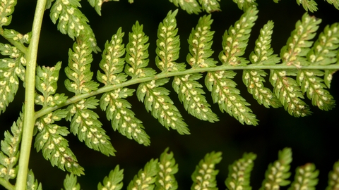 Lady-fern, Athyrium filix-femina