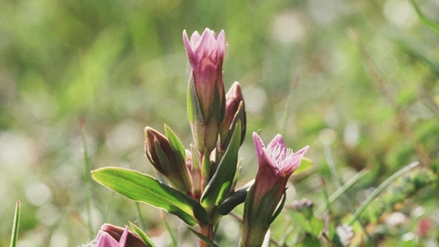 Early gentian