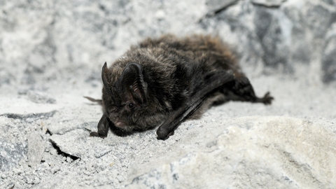 Barbastelle bat