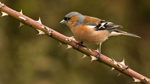 Chaffinch male