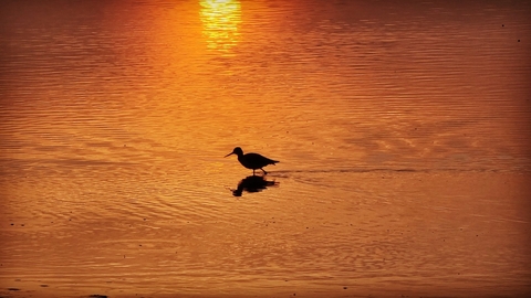 Photo showing bird in water at sunset