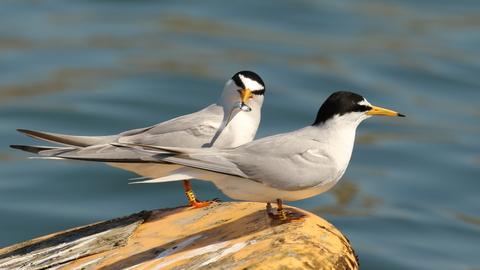 Photo showing two little terns on a buoy at sea