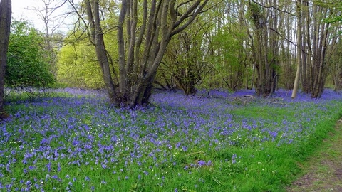 Bluebell Wood