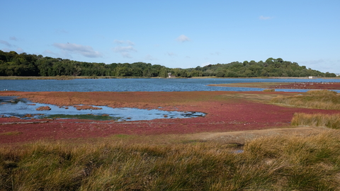 Photo showing view of Brownsea Island