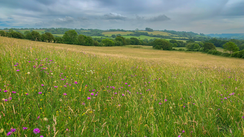 Kingcombe NNR