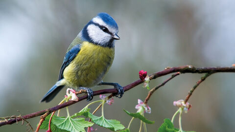 Bue tit
