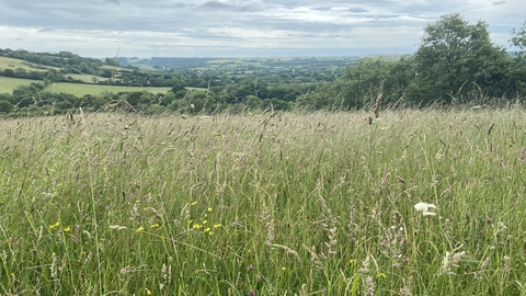 Kingcombe Meadows