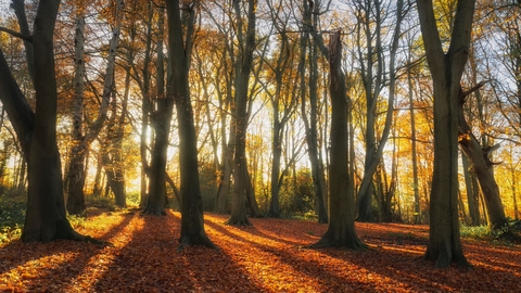 Trees at Kingcombe