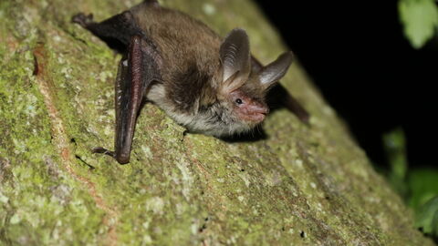 Bat on tree
