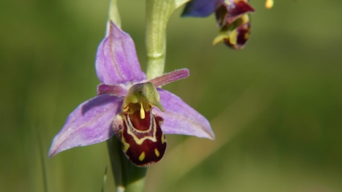 Wild Bee Orchid