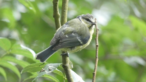 Blue tit on branch