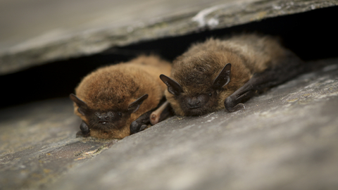 couple of bats