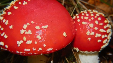 Two red mushrooms
