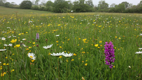 Coronation Meadow