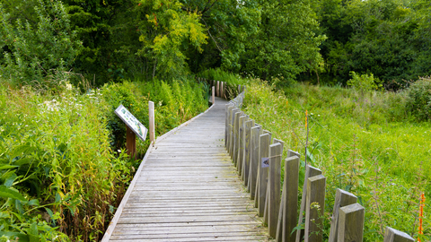 Kingcombe board walk 