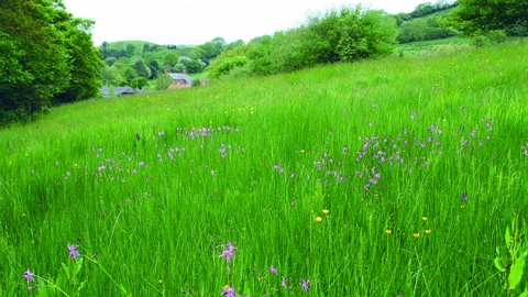 Loscombe nature reserve