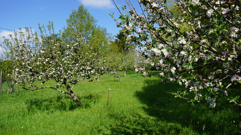 Broadoak apple blossom 