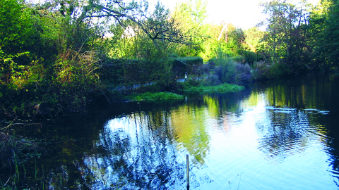 Collyer's Brook