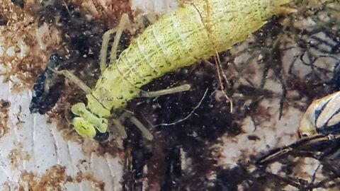 Nymph in water