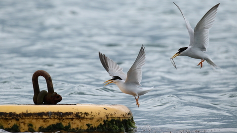 Little tern