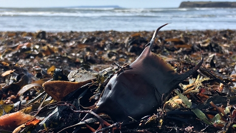 An eggcase also known as a mermaid's purse washed up amongst the seaweed on the strandline