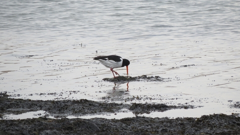 An oystercatch feeding on the mudflats at low tide
