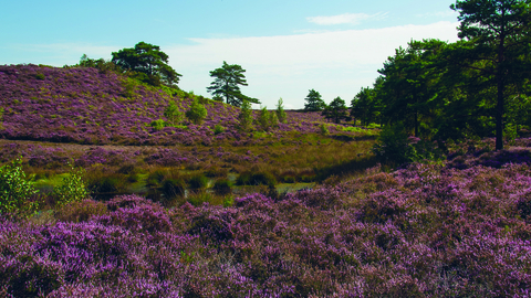 Sopley Common covered in pink heather