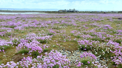 A view of the Wild Chesil Centre across a carpet of sea pinks