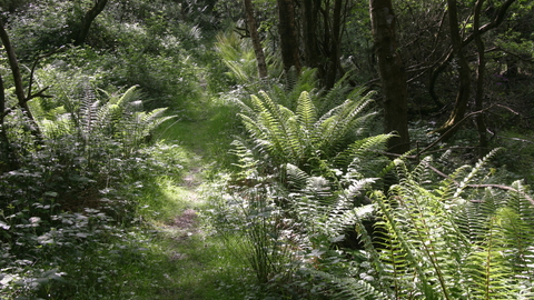 Higher Hyde Heath nature reserve 