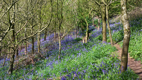 Holway Woods
