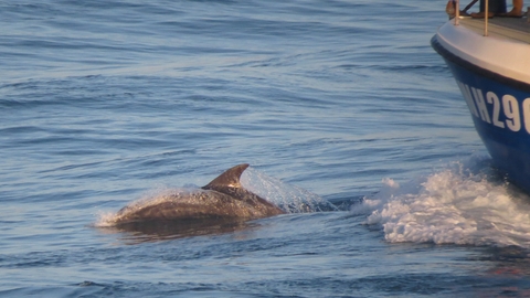 Bottlenose dolphins at Portland Bill