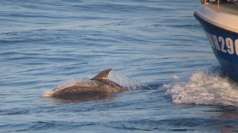 Bottlenose dolphins at Portland Bill
