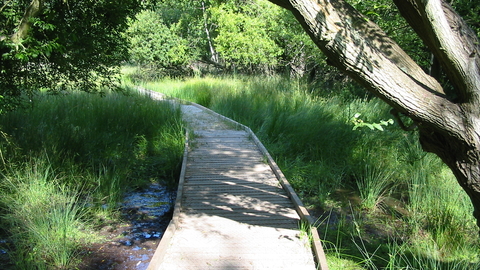 Brownsea boardwalk